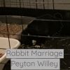 Download track Rabbit Marriage