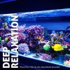 Download track Peaceful Fish In An Aquarium Sounds, Pt. 16