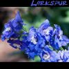 Download track Foothill Larkspur