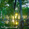 Download track Mystic Mangrove Forest Sounds, Pt. 17