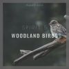 Download track Bird Watching