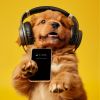 Download track Música Reconfortante Para Perros