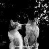 Download track Dream Like (Relaxing Cats)