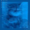 Download track Awesome Moods For Cute Kitten