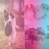 Download track Vivacious Backdrops For Keeping Pups Happy