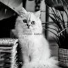 Download track Atmospheric (Kittens)