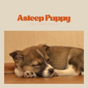 Download track Different As Beachcombing And Buoys Dog Sleep Academy