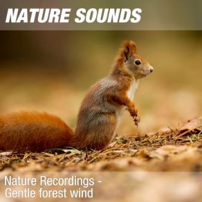 Download track Nature Sounds For Meditation, Relaxing Exercises & Massage (Calming Forest, Wind) 13 Nature SoundsThe Wind