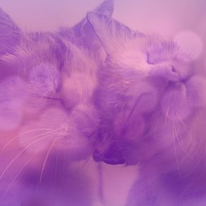 Download track Quiet Ambiance For Comfy Cats Calming Cat Music