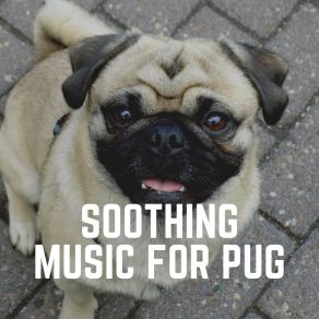 Download track About The Pup Dog Music Dreams