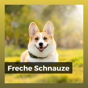 Download track Beruhigende Hundeohr Melodie Entspannende Musik Für Hunde