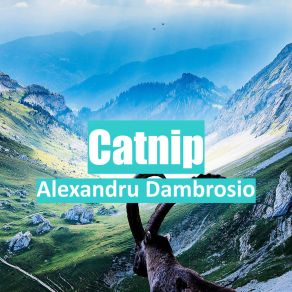 Download track Germicidal Alexandru Dambrosio