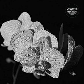 Download track The Mighty Kingdom Assorted Orchids