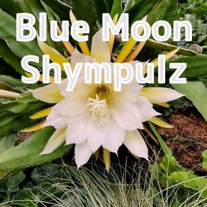 Download track Blue Moon Challenger (Radio Version) ShympulzRadio Version