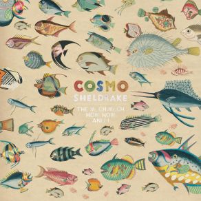 Download track Beetroot Kvass Cosmo Sheldrake