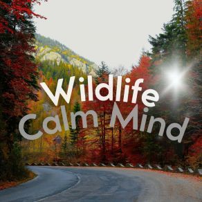 Download track Streams Forever Wildlife Sound Recordings