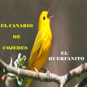 Download track Recordandote El Canario De Cojedes