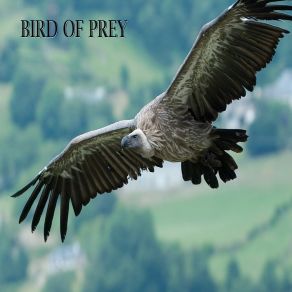 Download track Bird Of Prey (Original Mix) Southdrum Deej