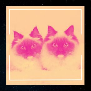 Download track Successful Ambience For Home Cats Music For Resting Cats