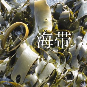 Download track 海狗 陈可