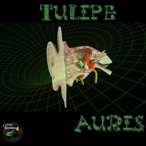 Download track Cochle Tulipe