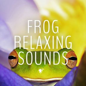 Download track Autumn Crickets Sounds Frog Sounds