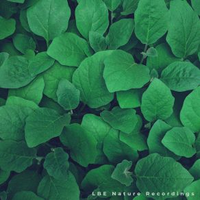 Download track Morning Rain (Green Noise) LBE Nature Recordings