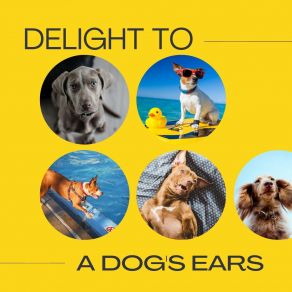 Download track Help Dogs Sleep Dog Sleep Dreams