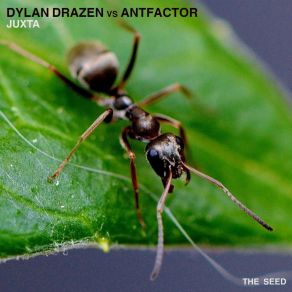 Download track Juxta (Antfactor Mix) Dylan Drazen