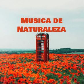 Download track Música De Naturaleza 3 Minutos Ambient Scot