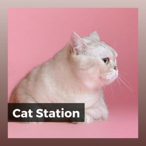 Download track A Cat Loosening Up Music For Cats