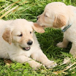 Download track Chilled Moods For Calming Puppies Dog Jazz Playlists