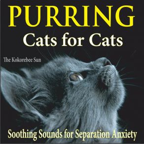 Download track Kitten Purring For Kittens The Kokorebee Sun