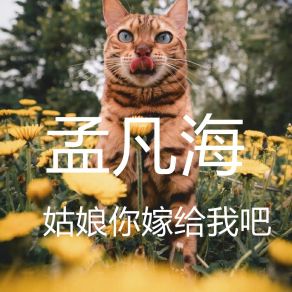 Download track 姑娘你嫁给我吧 孟凡海