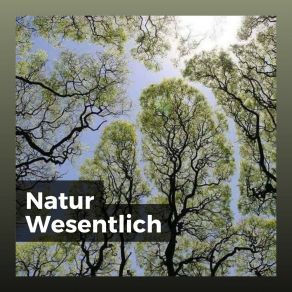 Download track The Lungs Of The Earth Naturgeräusche