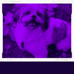 Download track Subtle Bossa Nova - Vibe For Calming Dogs Dog Chill Out Music