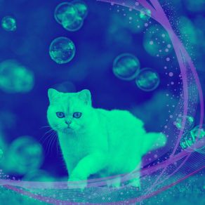 Download track Wondrous Ambience For Friendly Cats Cat Music