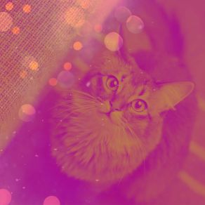 Download track Subdued Cozy Kittens Cat Music Hour