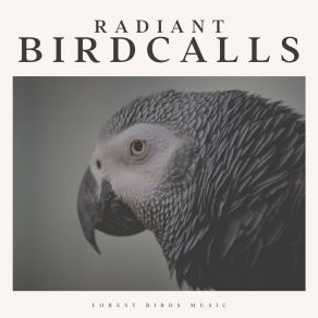 Download track Bright Bird Life Sounds Nature