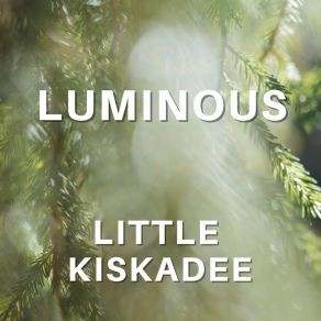 Download track Luminous Little Kiskadee