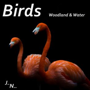 Download track Birds In The Forest At Dawn John Nature