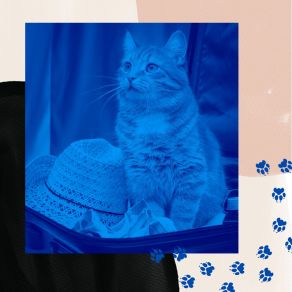 Download track Background For Comfy Cats Relax My Cat