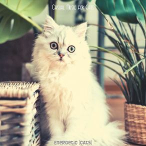 Download track Warm (Cute Kittens) Casual Music For Cats