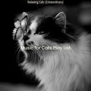 Download track Sunny (Cute Kittens) Music For Cats Play List