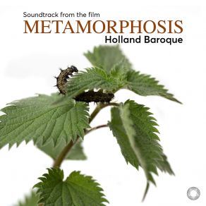 Download track Steenbrink: Mullein Moth Holland Baroque