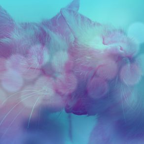 Download track Hypnotic Ambiance For Comfy Cats Cats Music Den