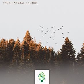 Download track Journey Through The Forest Fx Sound