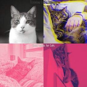 Download track Kittens - Dreams Great Music For Cats