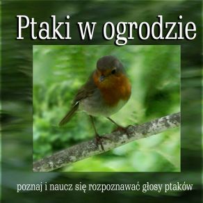 Download track Dove (Sierpowka) Odglosy Natury