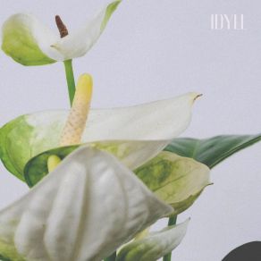 Download track Anthurium (No Ambience) Idyll